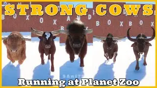 Planet Zoo Strong Cows Running | Highland, Ankole-Watusi, latifrons, Kouprey, Water buffalo