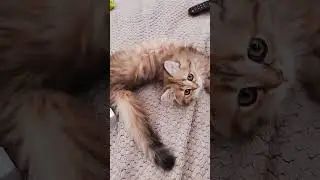 Шотландская красота ищет родителей💝 Хайленд страйт #шотландскиекотята ☎️ 89033443877