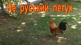 Говорящий попугай и не русский петух. Португалия.