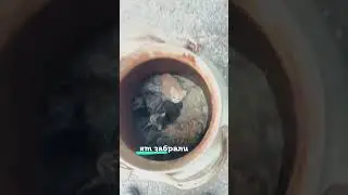 Спасение котят: Отчаянная борьба за жизнь в бидоне при 40 градусах жары. Коши Задонского монастыря.