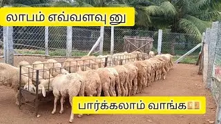 நான்கு மாத வளர்ப்பு குட்டிகளுக்கு இவ்வளவு லாபம் கிடைக்கும் னு எதிர்பார்க்கவில்லை ங்க