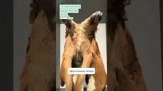 Зачем показывать аномалии развития? #shorts #биофакт #биология #зоология #знания #музей #наука