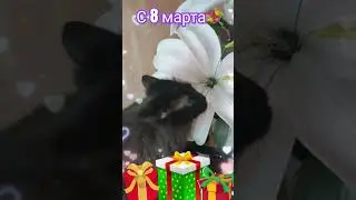 С 8 марта #8марта #с8мартаприколы