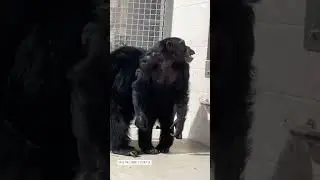 28-year-old chimp sees the sky for the first time in her life #shorts