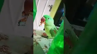 #totuvlog