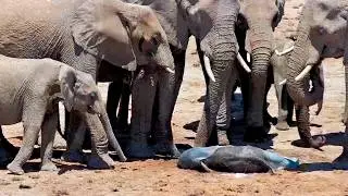 Baby Elephant's First Minutes in the Savanna—Watch the Entire Herd React