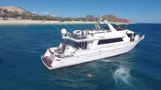 Cabo Whale watching