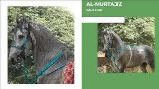 Al- Murtajiz Stallion | Desi Horse for Sale in Pakistan | Malik Farm