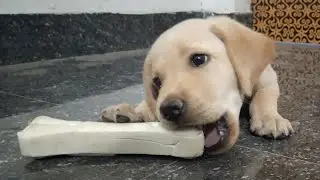 Labrador puppy 45 days transformation in 4 mins 😲| Labrador Charvi😍 | Labrador funny videos in tamil