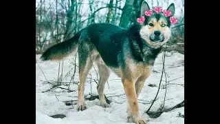 Complete mep "Никогда"