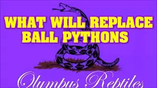 Will BLOOD PYTHONS become the new KING, and dethrone the BALL PYTHON??