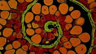 Cientista, Poesia Marcelo Roque, Para Aziz Ab´Saber e Pavan