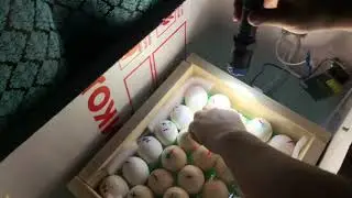 Овоскоп 19 день. Остается чуть больше недели до вылупления. 22 индюка
