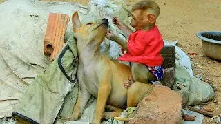 Best Friend Puppy Vs Cute Baby Monkey, Good Relationship looking So Cool