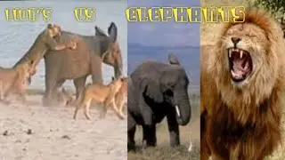 lions vs elephant