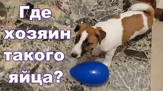 День 60-й. Win нашла яйцо кощея бессмертного.