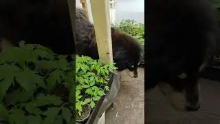 Тася на работе 🐕❤️