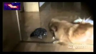 Brave Pygmy Owl vs. Dog