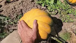 Мой огород радует.2 недели без присмотра.Отдыхали на Бали.7.09.24