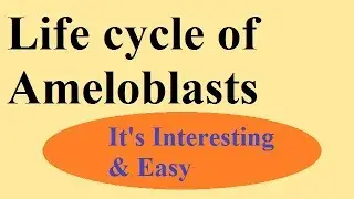 Enamel part 3: Life cycle of ameloblasts