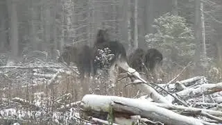 ЗСЛ Щепка (1г.1мес.) и Пуля по лосю