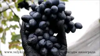 Крупный кишмиш ОСЕННИЙ КОРОЛЕВСКИЙ #autumn_royal_seedless #velyki_grona #саженцы #traubensämlinge