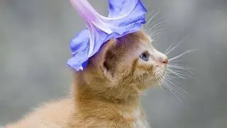 Cute And Funny Pets | Try Not To Laugh To These Pets Compilation. #animal #lovers