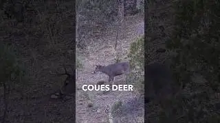 Hunting the grey ghost, Coues white-tailed Deer in Mexico! This Sunday! 🔥 #couesdeer #hunting #deer