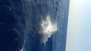 dolphin show