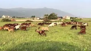 لوحة طبيعية لأغنام ظفار في ذروة موسم الصرب Green Pastures and Purebred Sheep in Dhofar
