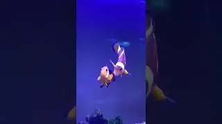 PELIHARA IKAN NEMO AIR LAUT YANG LUCU DAN IMUT BANGET! MIRIP DI FILM