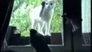 приколы с котами 4