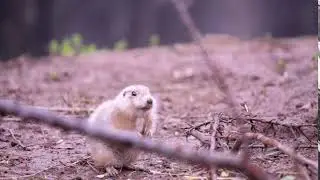 noice