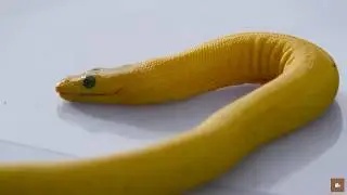 Costa Rica, the dangerous spearhead snake