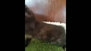 №2511 О* кошка Мейн-кун Черный черепаховый солид (f) 2 месяца