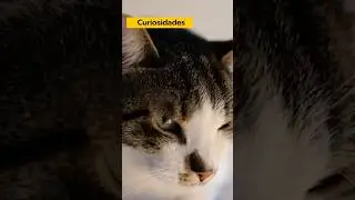 ¿Por qué ronronean los Gatos? 🐈 #gatos #gatosdivertidos #gatoslindos
