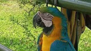 પોપટ/parrot/parrots/tour/children/fun/cartoon/parrot cartoon/cartoon parrot