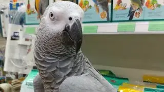 Самый ленивый попугай #попугай #животные #юмор