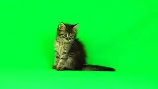 Green Screen: Cat Playing |  Chroma Key Full 1080p HD