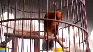 Anis merah buka sitik