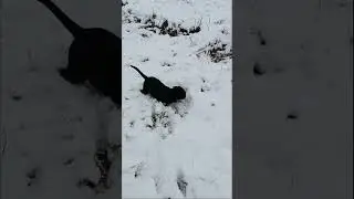 🐕‍🦺А У НАС ПОПОЛНЕНИЕ... Знакомьтесь -"ЛЕЯ"  #shorts #canecorso