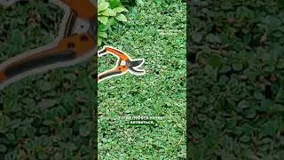 Секрет выращивания горизонтальных кизильников 🤫