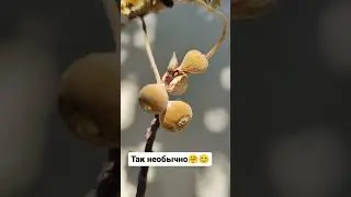 Так необычно😍😍😍 #блогер #путешествие #дача