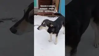 Сбор на корм🙏🏻