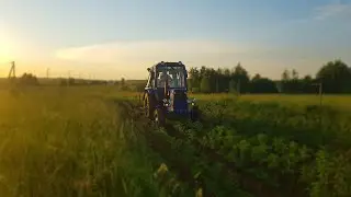 Трактор МтЗ с культиватором, объезжаем картошку самодельными окучниками (какие плюсы).