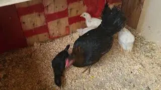 Gallina Inglesa, pollos con 3 semanas (los pollos son mestizos)