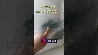 Голубиха изменяет голубю с другим🫢