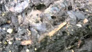 Termites in a plant pot