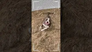 Амстафф Локи 3 года | Нет Покоя | Стаффорд | Amstaff Loki