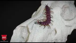 Centipede Model 3d for c4d
